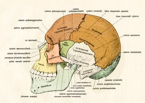 Seitliches Diagramm der Knochen des menschlichen Schädels von German School