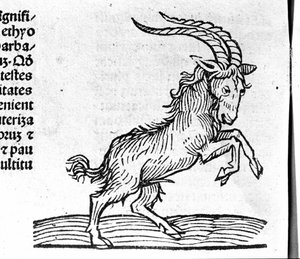 Der Steinbock - in Abhandlung von Johannes Angeli De Magnisconnectionibue annorum revolutionibus ac eorum perfectionibus. Augsburg, Erhard Ratdolt