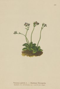 Blattloser Ehrenpreis (Veronica aphylla)