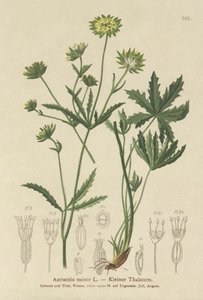 Kleine Sterndolde (Astrantia minor)