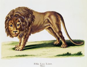 Löwe (Felis leo), aus Säugetiere aus der Natur illustriert mit Beschreibungen, von Johann Christian Daniel von Schreber (1739-1810), Stich von H I Tisroff, Band 3, Tafel 97-A, Deutschland von German School