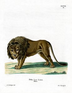 Löwe von German School