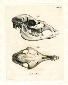 Schädel des Lamas (farbige Gravur)