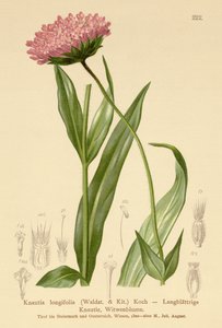 Langblättrige Witwenblume (Knautia longifolia)