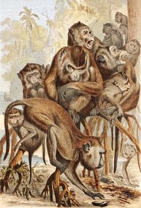Makakus, Tafel aus "Brehms Tierleben: Allgemeine Kunde des Tierreichs", Bd. 1, S. 149, veröffentlicht vom Bibliographischen Institut von German School
