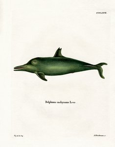 Malaiischer Delfin