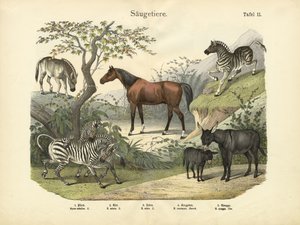 Säugetiere, um 1860