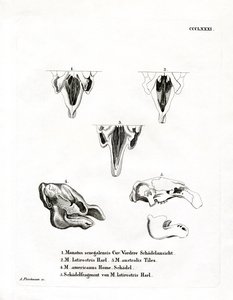 Manati-Schädel