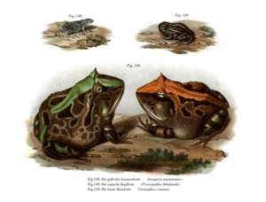 Marmorierter Vieraugenfrosch