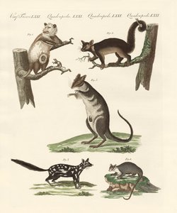 Beuteltiere von German School