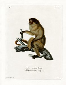 Maskierter Titi von German School