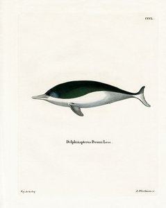 Mealy-Mouthed Schweinswal