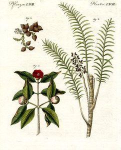 Medizinische Pflanzen von German School