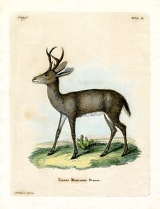 Mexikanisches Reh von German School
