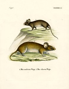 Mäuse von German School