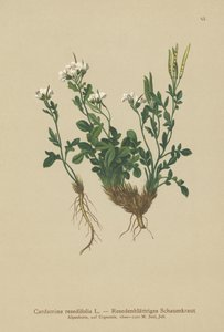 Resedablättrige Bitterkresse (Cardamine resedifolia, Arabis bellidioides, Cardamine heterophylla)