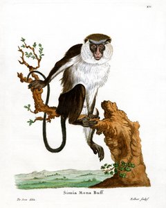 Mona-Affe von German School
