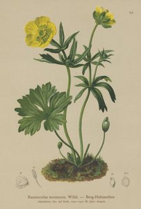 Berg-Hahnenfuß (Ranunculus montanus)