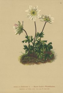 Baldos Anemone (Anemone Baldensis)
