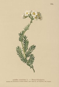 Moschus-Schafgarbe (Achillea moschata, Achillea erba-rotta ssp. moschata)