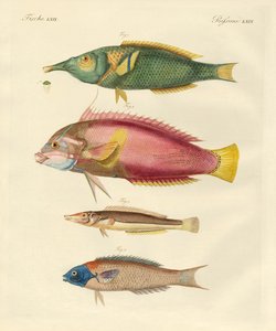 Neu entdeckte Fische