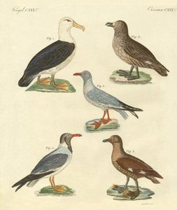 Neue Vögel