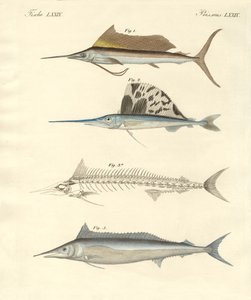 Neue makrelenartige Fische