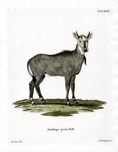 Nilgauantilope