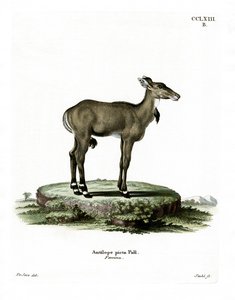 Nilgau von German School