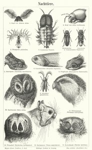 Nachtaktive Tiere (Stich) von German School