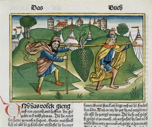 Numeri 13:23 Die Trauben von Eschol, aus der Nürnberger Bibel (Biblia Sacra Germanaica) von German School