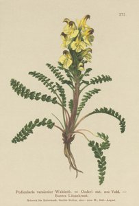 Oeders Läusekraut (Pedicularis versicolor, Pedicularis Oederi)