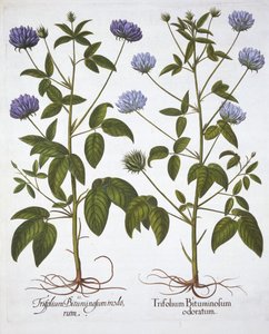 Einblütige Kleesorten, aus Hortus Eystettensis, von Basil Besler, veröffentlicht 1613