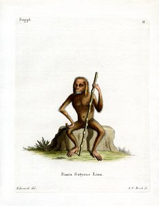 Orang-Utan
