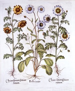 Ochsenauge und Kronen-Margerite, aus Hortus Eystettensis, von Basil Besler, veröffentlicht 1613