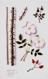 Weiße Feldrose (Rosa silvestris alba) und Hundsrose (Rosa canina) um 1820