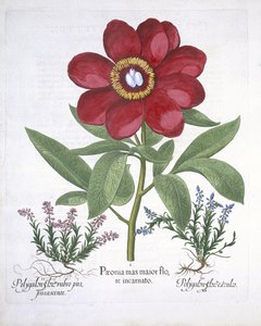 Pfingstrose und zwei Polygalen, aus Hortus Eystettensis von Basil Besler (1561-1629), veröffentlicht 1613