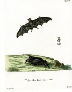 Pallas-Langzungenfledermaus