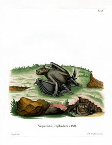 Pallas-Röhrennasenfledermaus