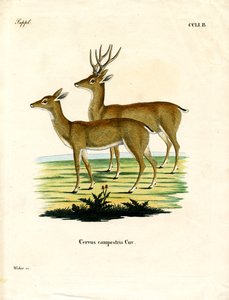 Pampas-Reh