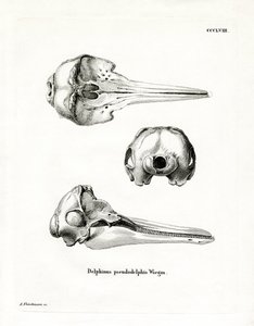 Schädel des Pantropischen Fleckendelfins