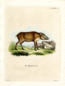 Papuanisches Wildschwein