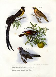 Paradieswitwe, 1864 von German School