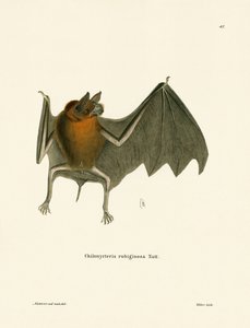 Parnells Schnurrbartfledermaus