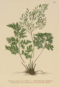 Petersilienfarn (Allosurus crispus, Cryptogramma crispa, Osmunda crispa, Allosorus crispus) von German School