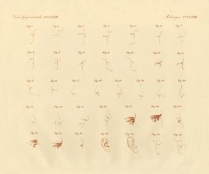 Physiognomischer Ausdruck des Sinnesorgans und der verbundenen Teile von German School