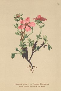 Rosa-Fingerkraut