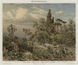 Pflanzen des Mittelmeers von German School