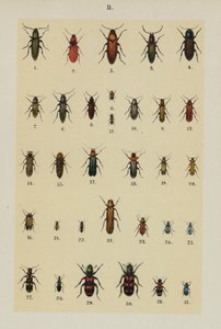Tafel aus dem Handbuch des jungen Käfersammlers von German School