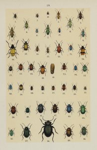 Tafel aus dem Handbuch des jungen Käfersammlers von German School